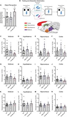 Learning and the Lifespan: What’s Sex Got to Do With It?